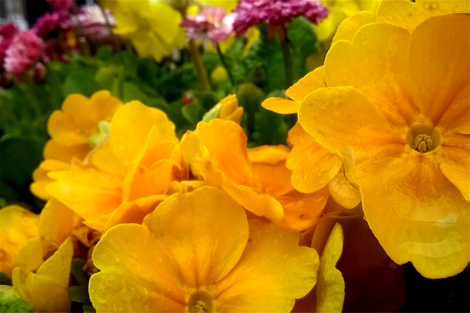 Project 365 #84: 250314 Flowerbed photo