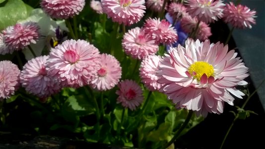 Project 365 #114: 240414 Psycho Daisies