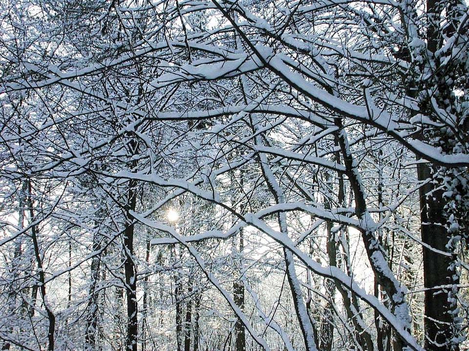 Forest frost 