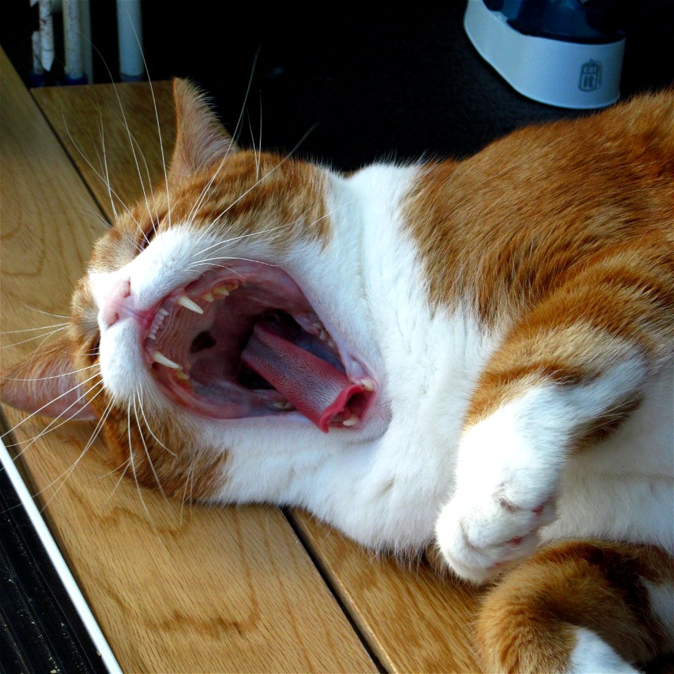 Project 365 #264: 210913 Open Wide!
