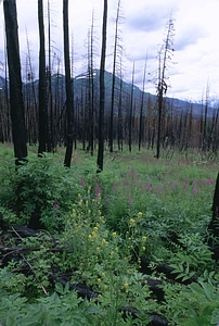 Forest habitat refuge