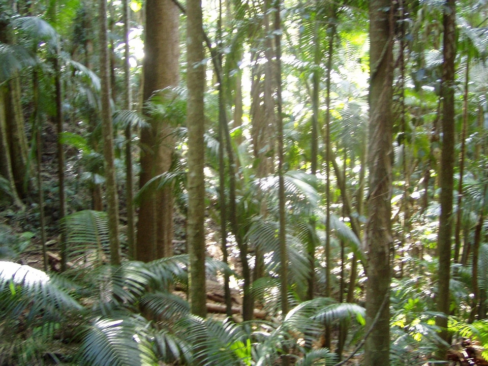 Jungle  
