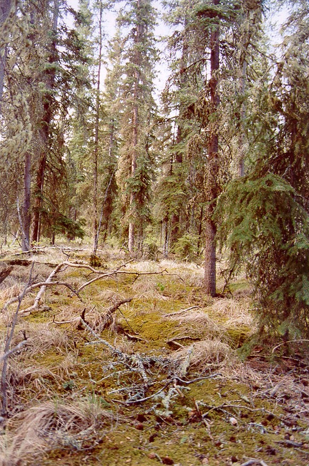 Background cover lichen