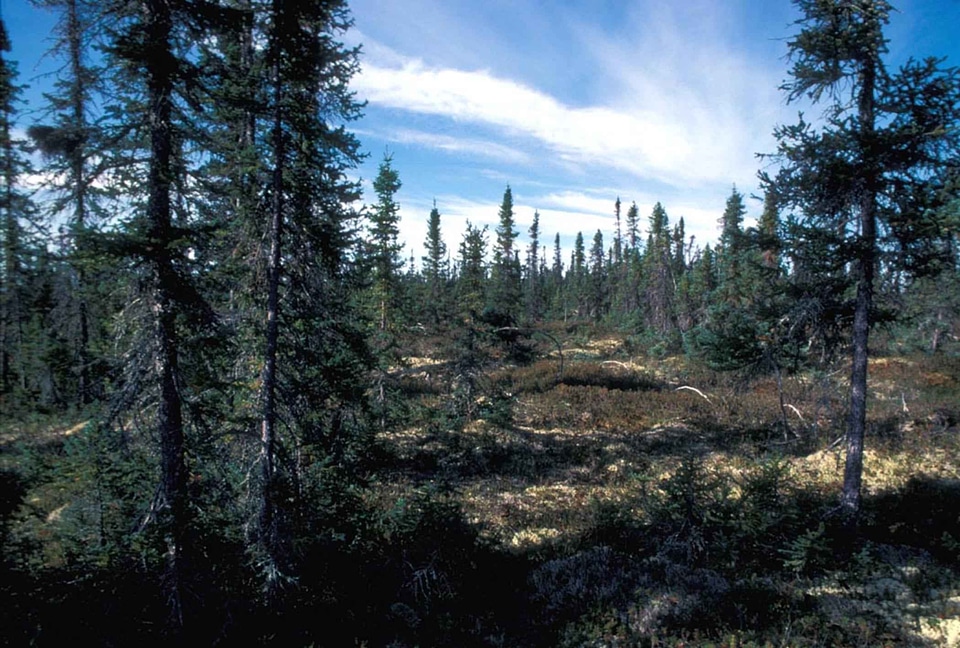 Black crescent forest