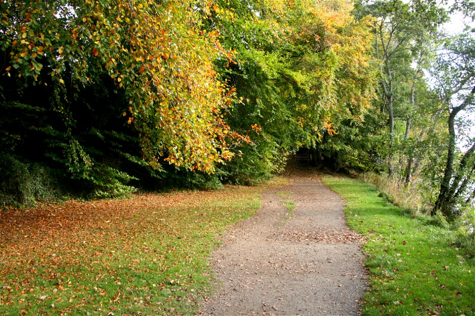 Peebles 2013: Golden Brown
