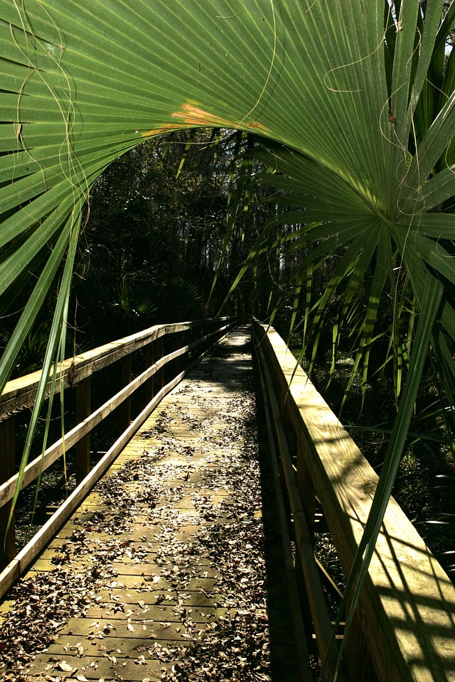 Bridge chimney forest