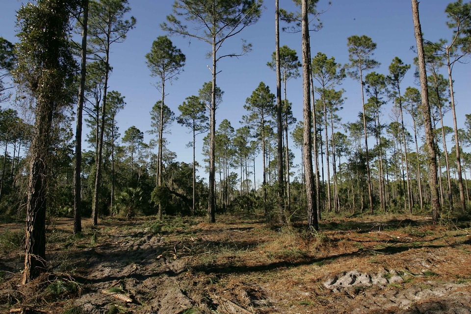 Ancient pine plantation
