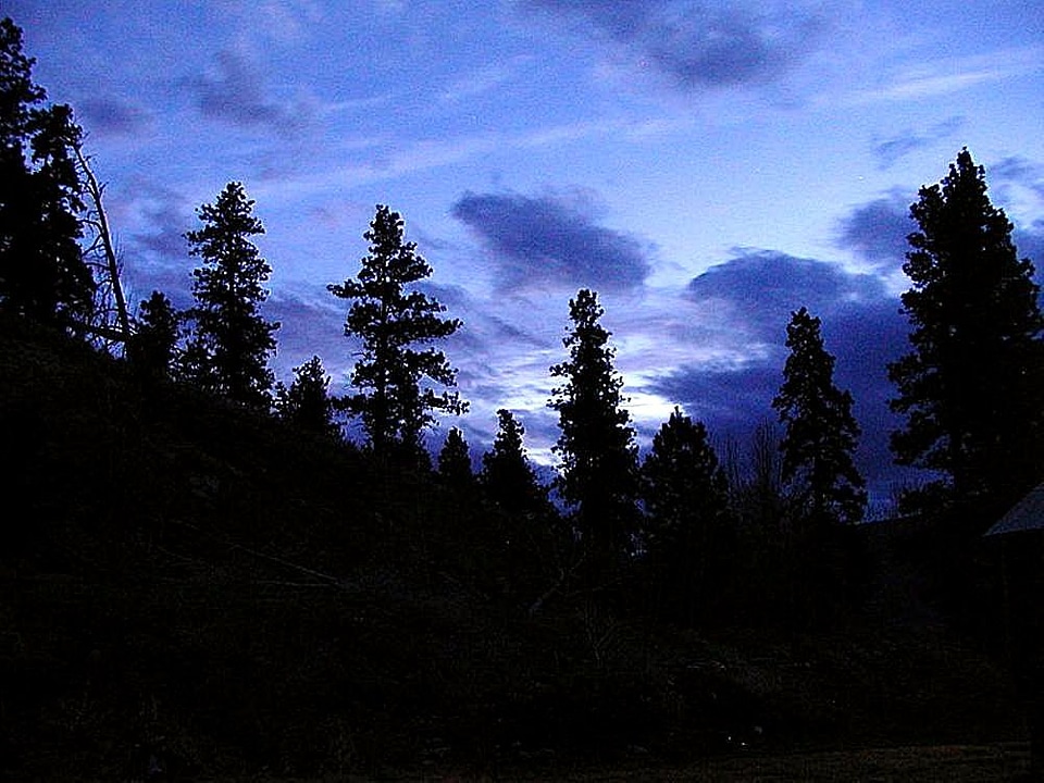 Evening forest trees