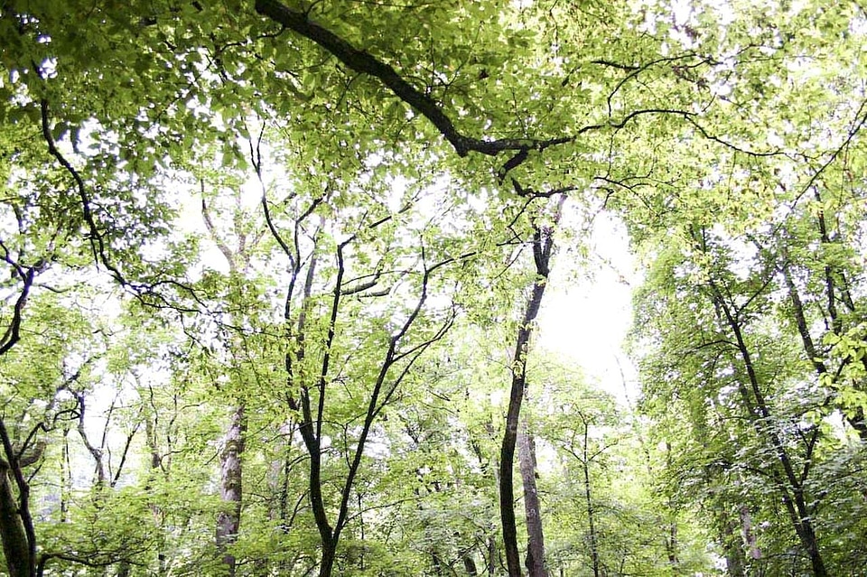 Forest green light greenery