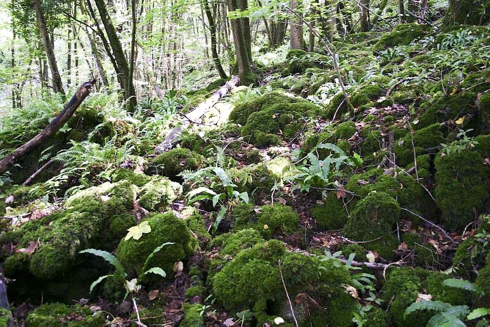 Forest greenery 