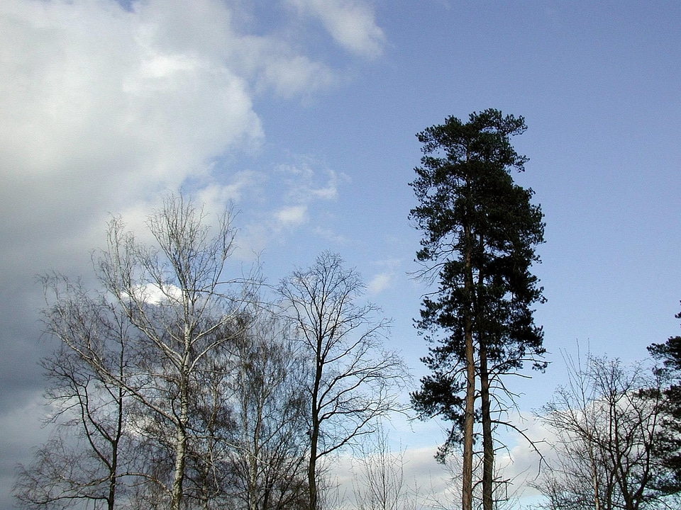 Forest trees viola