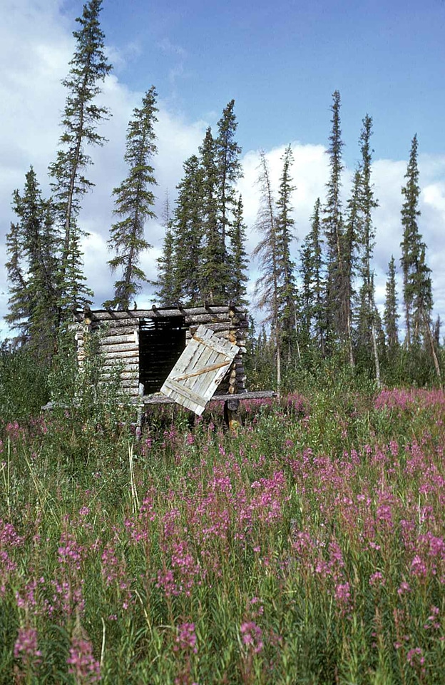 Ancient cabin forest
