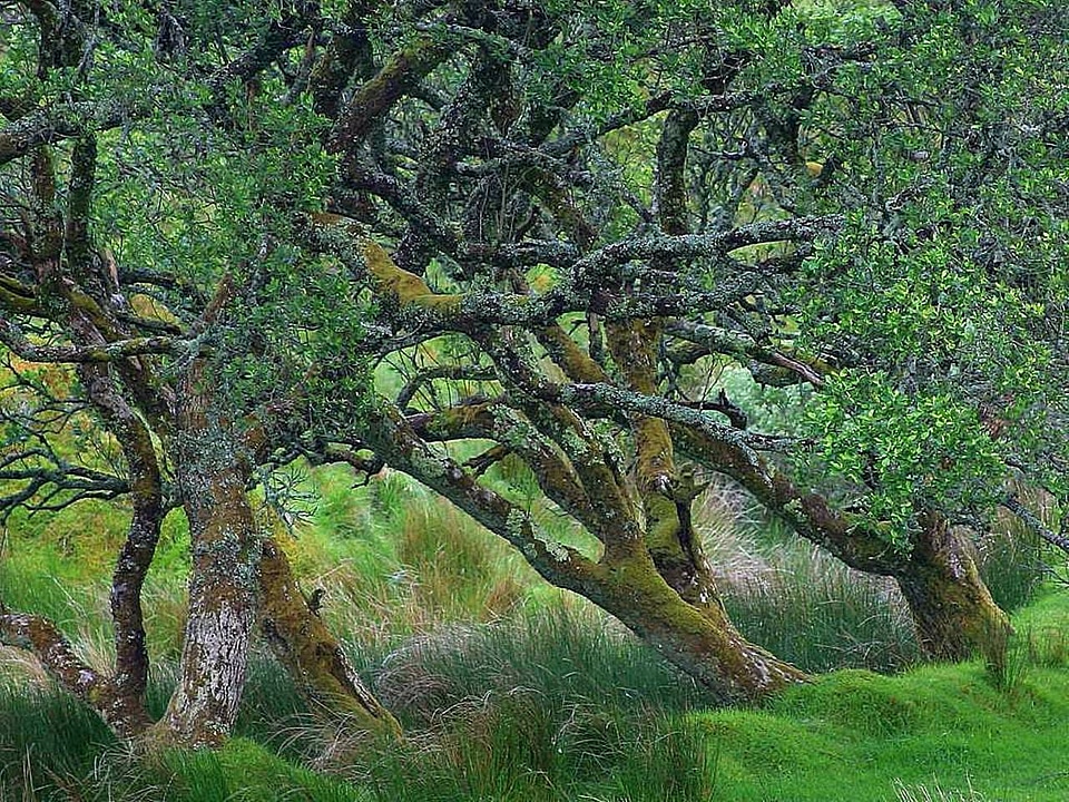 Ancient passing tree
