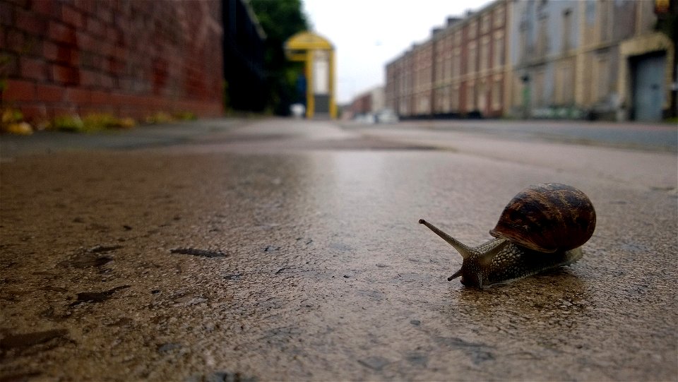 Project 365 #171: 200615 Happy Midsummer Mr. Snail photo