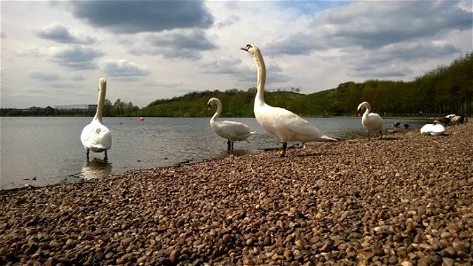 Swans photo