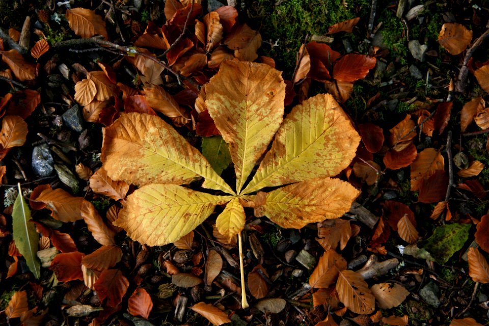 Peebles 2013: Take A Leaf