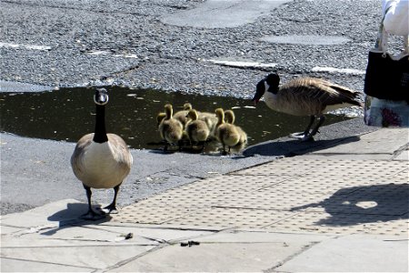 Mother Goose photo