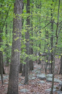 Forest greenery hardwood