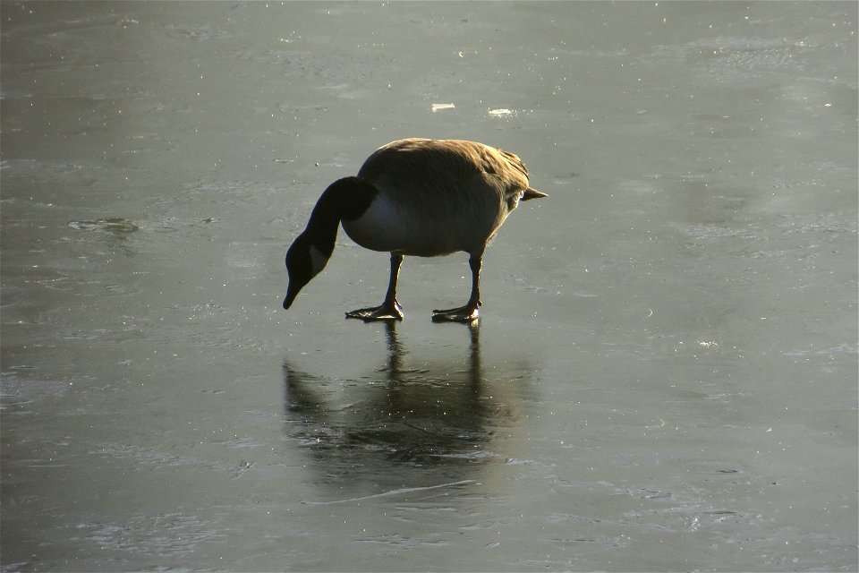 The Reflecting Pool