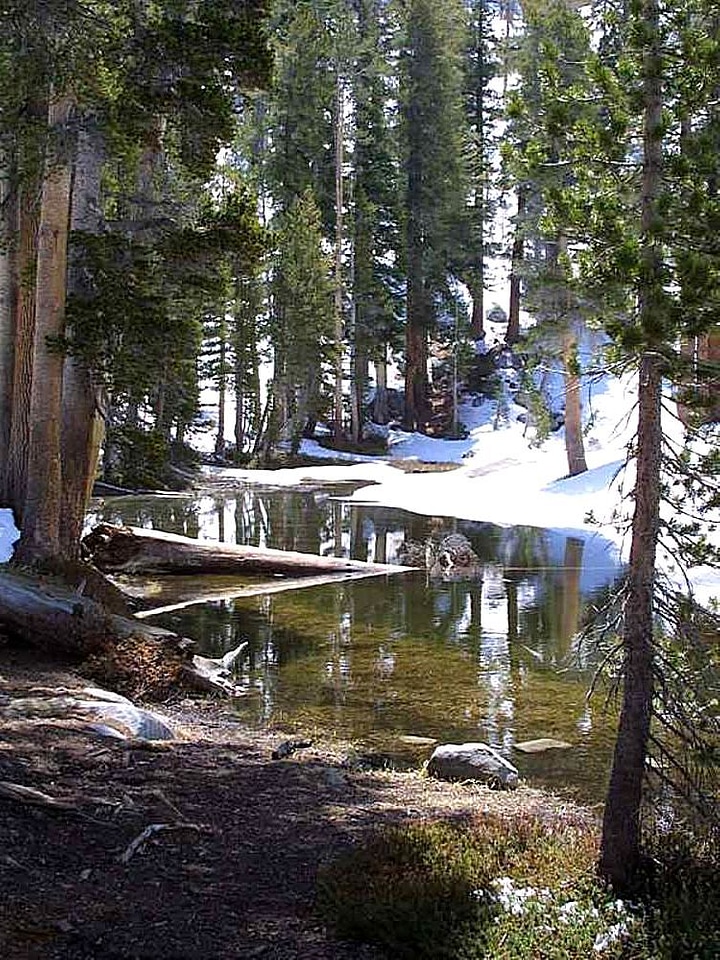 Lakes trees 