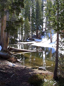 Lakes trees 