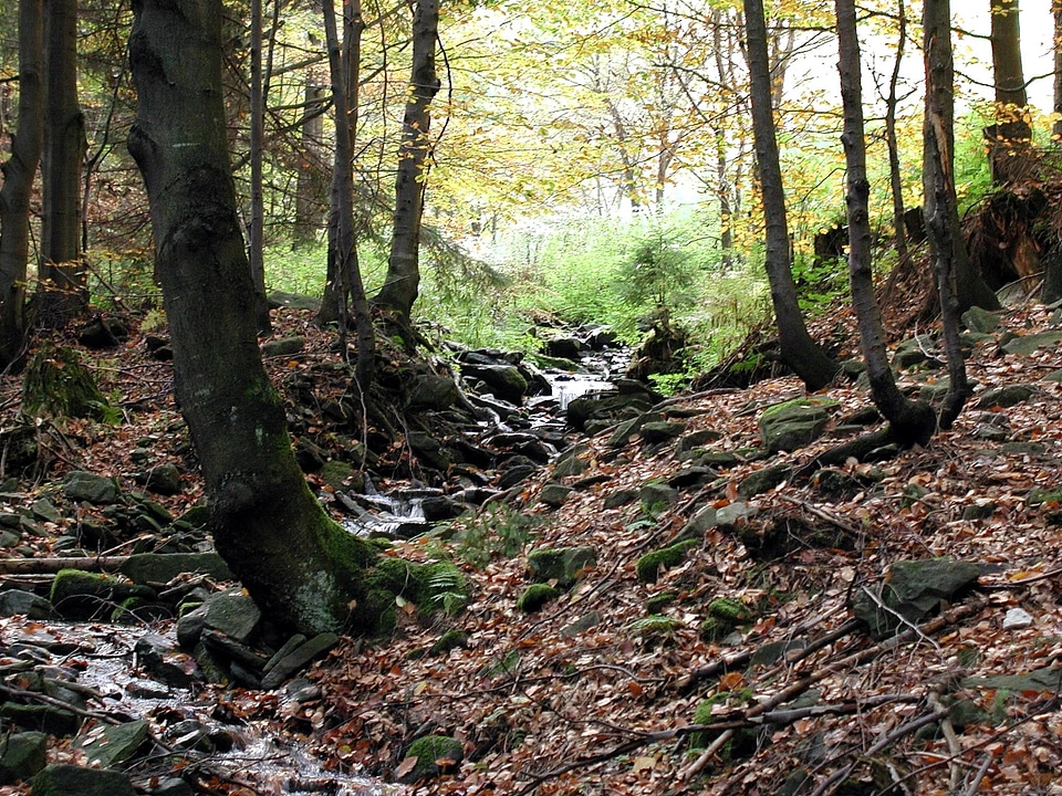 Forest habitat 