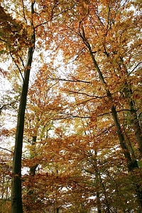 Forest september 
