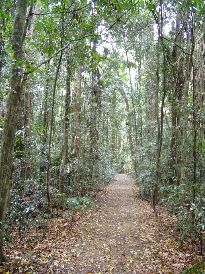 Camp estate forest