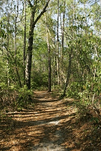 Footpath forest nature