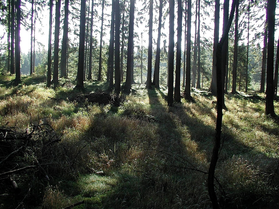 Feather forest 