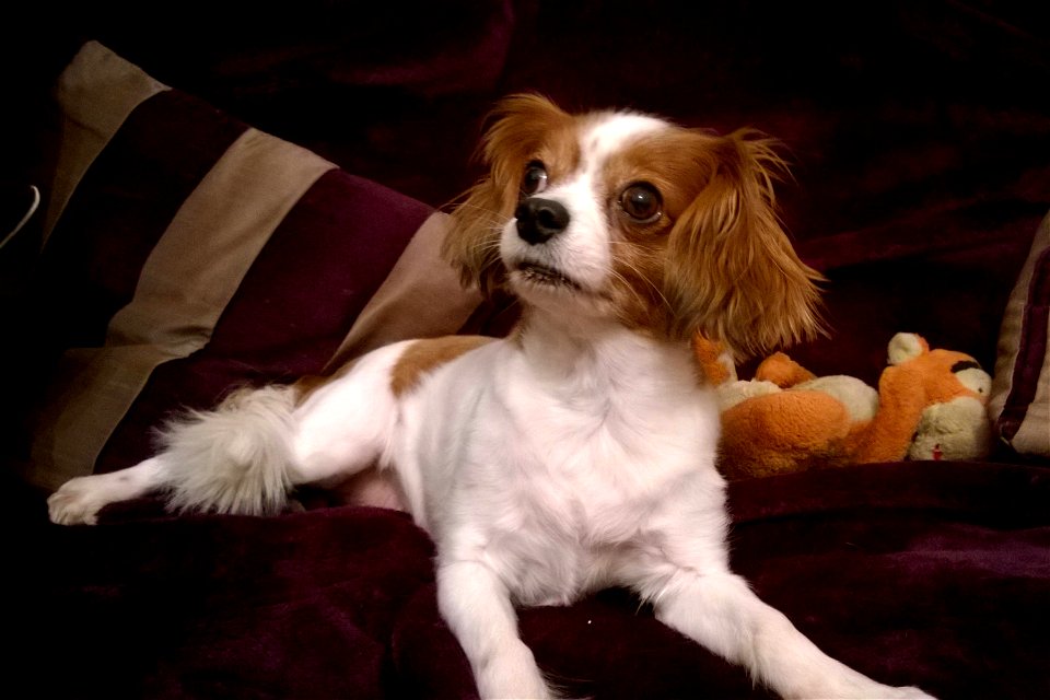 Project 365 #16: 160115 Lounging Around