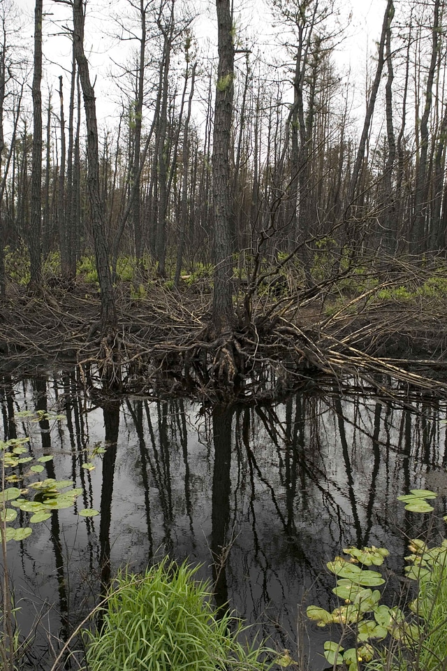 Damage fire forest