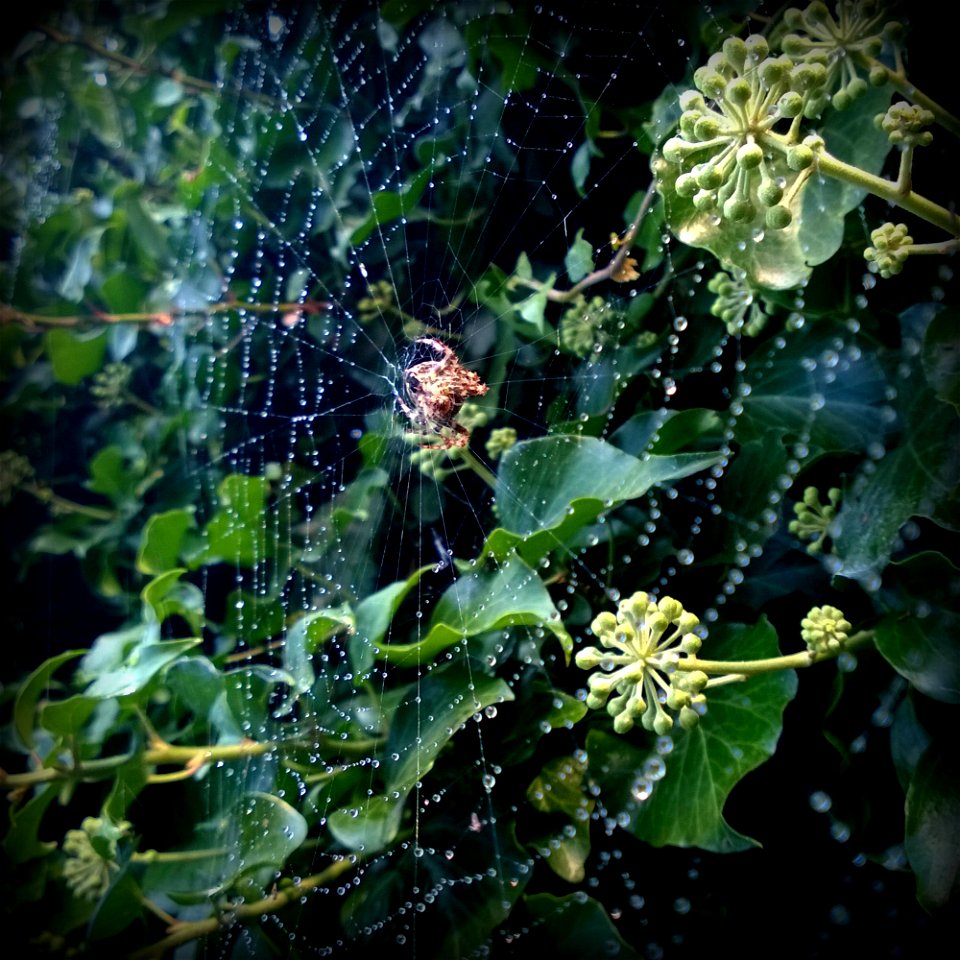 Project 365 #266: 230915 Along Came A Spider...