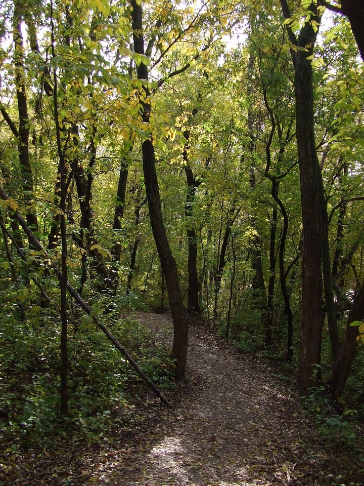 Forest rain 