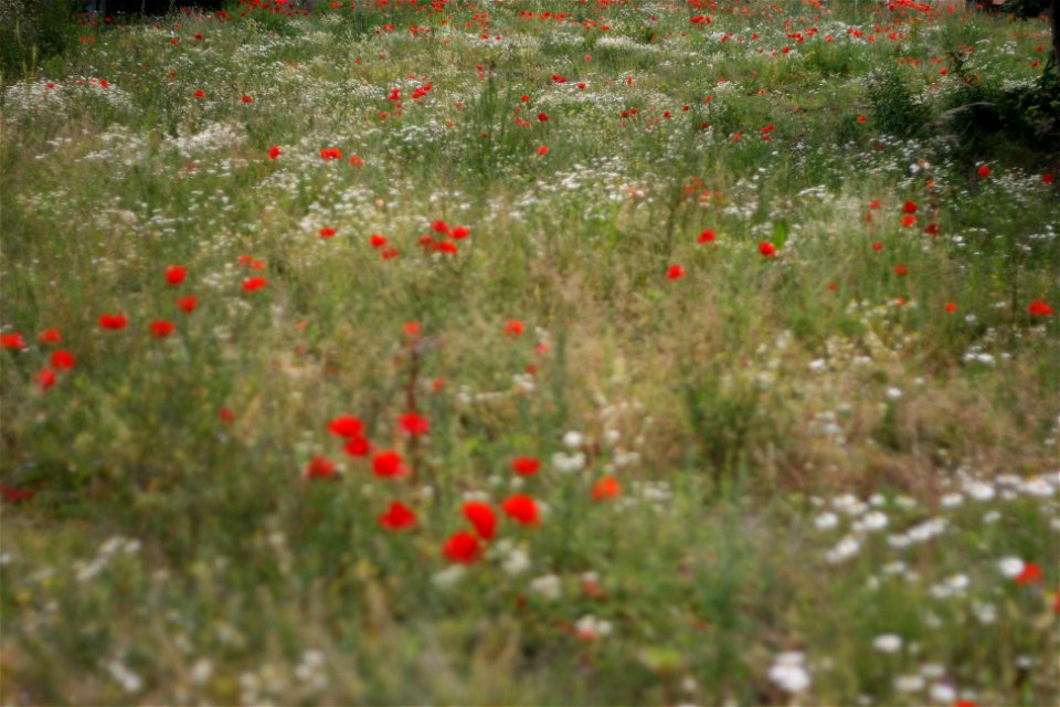 Project 365 #193: 120711 A Study In Scarlet