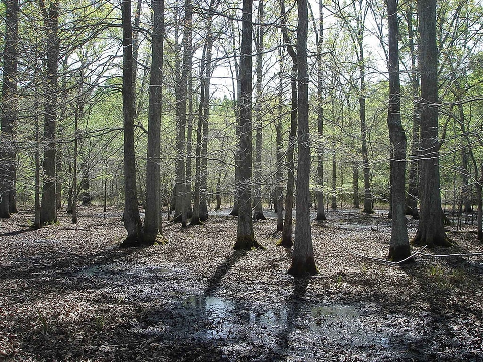 Background domestic forest