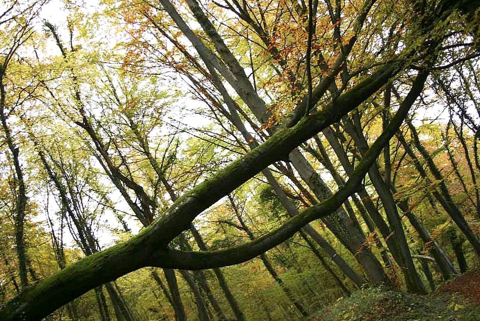 Forest tree 