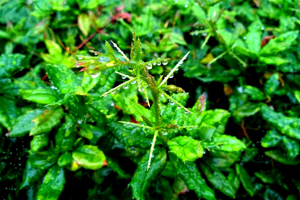 Project 365 #194: 130715 Raindrops Keep Falling