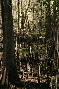 Forest marsh water