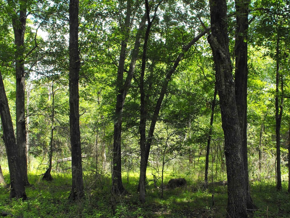 Area  