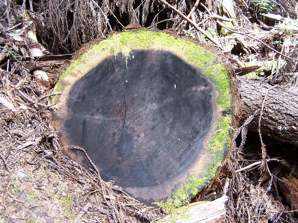 Cross cross section red wood