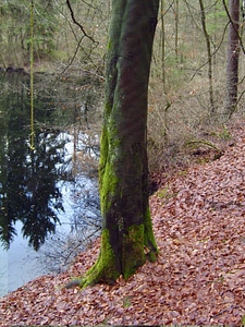 Dark tree trunk