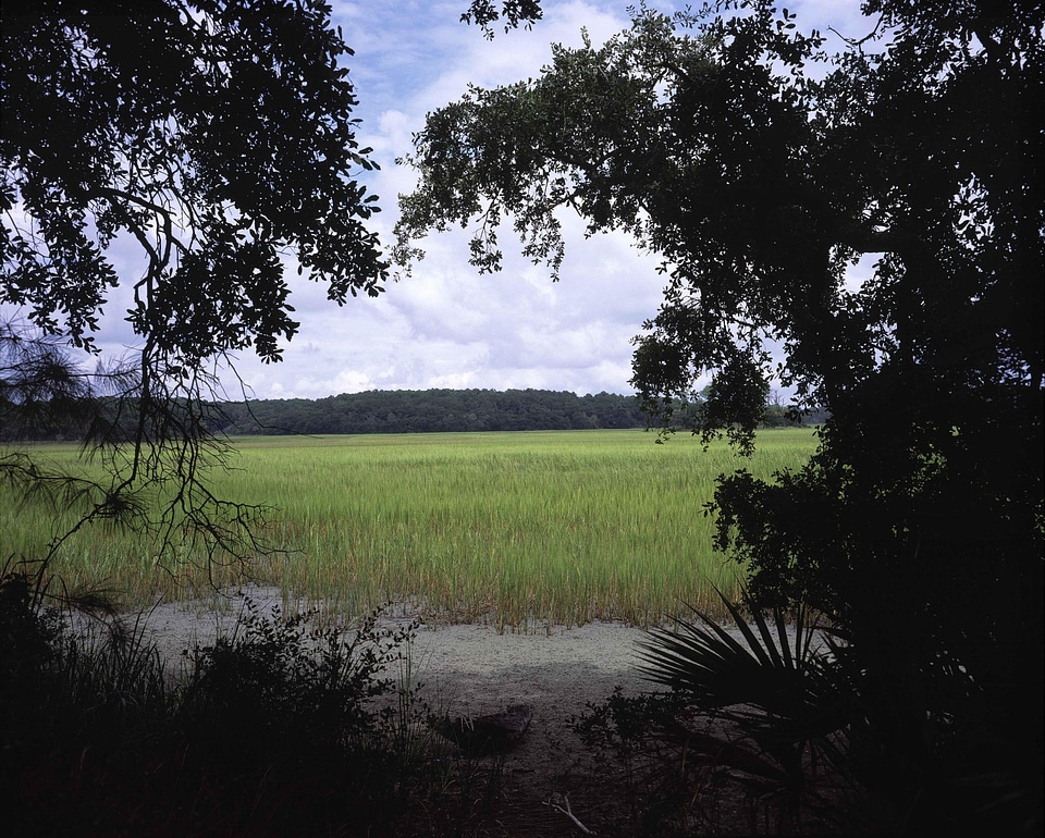 Grass Plants greenery scenic