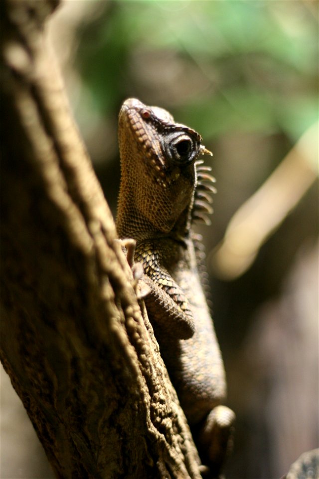 Project 365 #353: 191211 Lounge Lizard