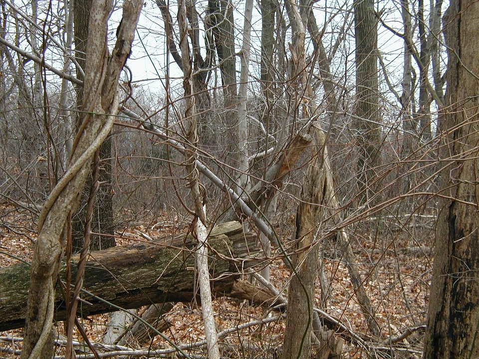 Leaves trees 