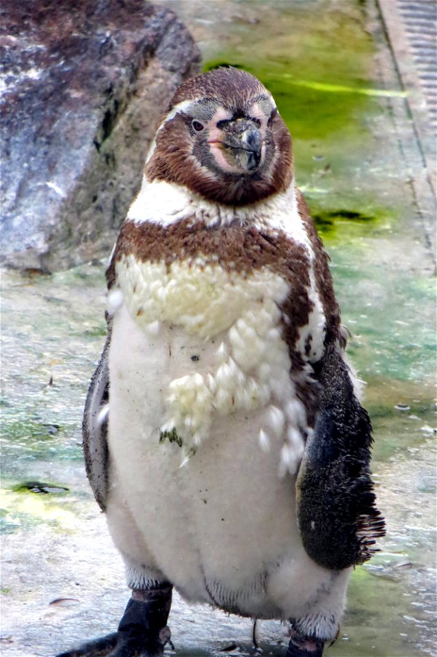 Moulting time! photo