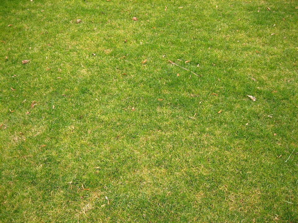 Grass Plants  