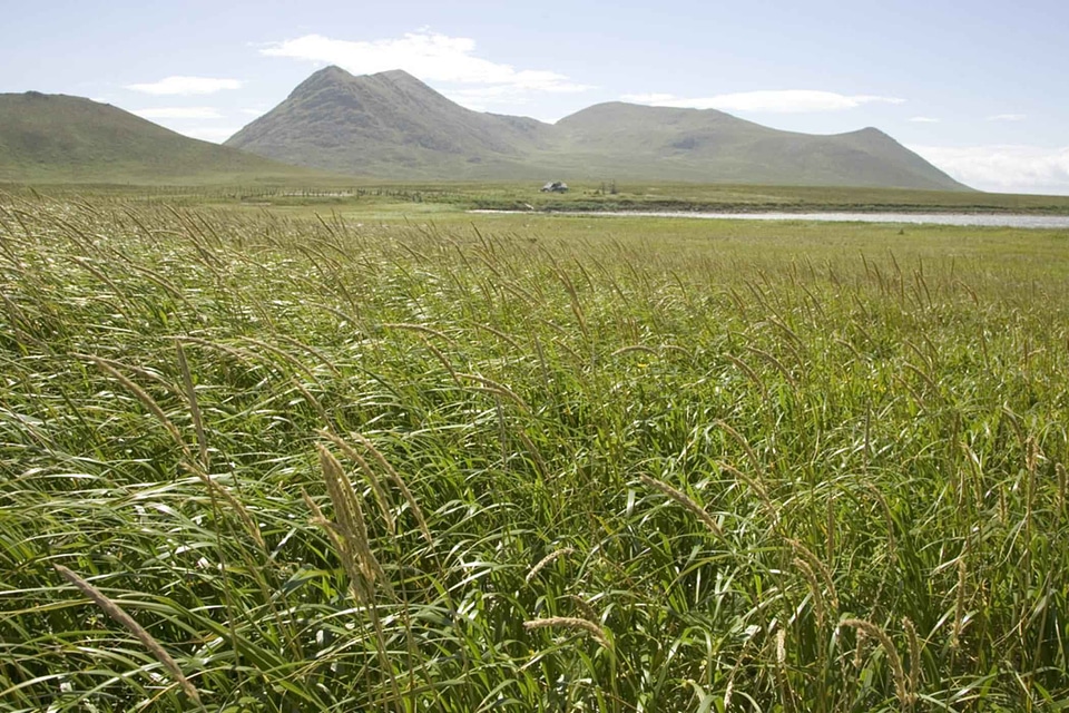 Coast grass plants greenery