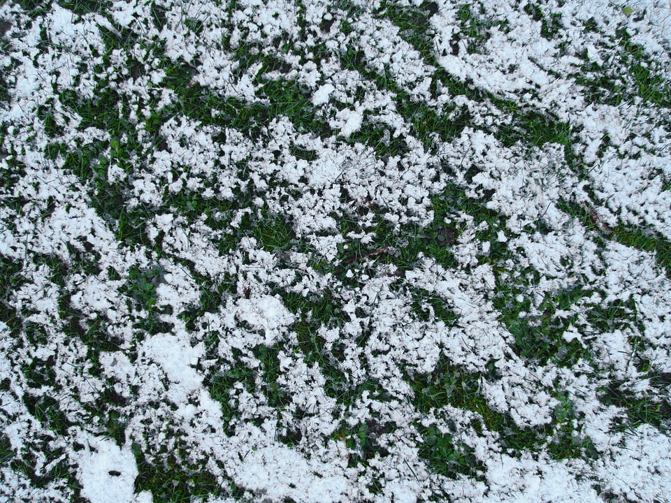 Background grass plants snow