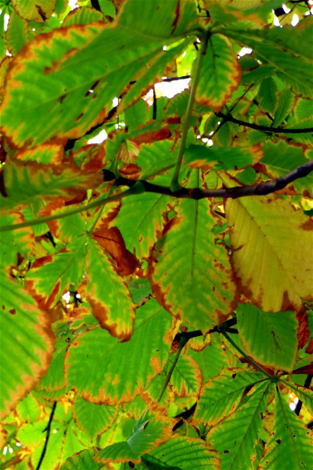 Project 365 #246: 030914 Autumn Leaves photo